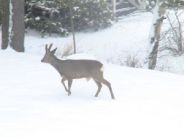 Rådjur i naturreservatet