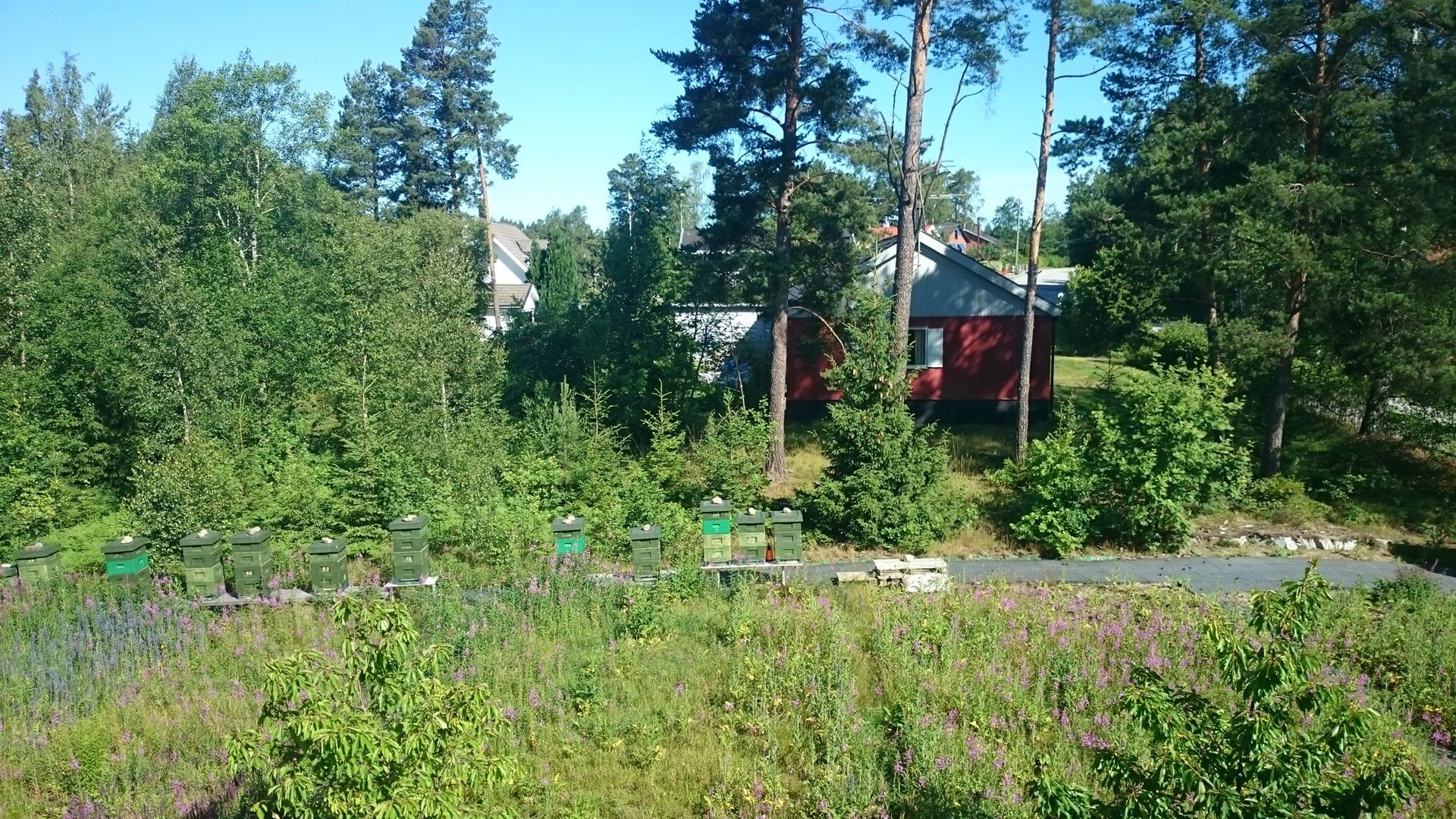 Bigården med äng och hus i bakgrunden