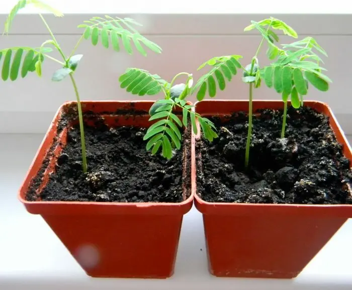 Acacia seedlings