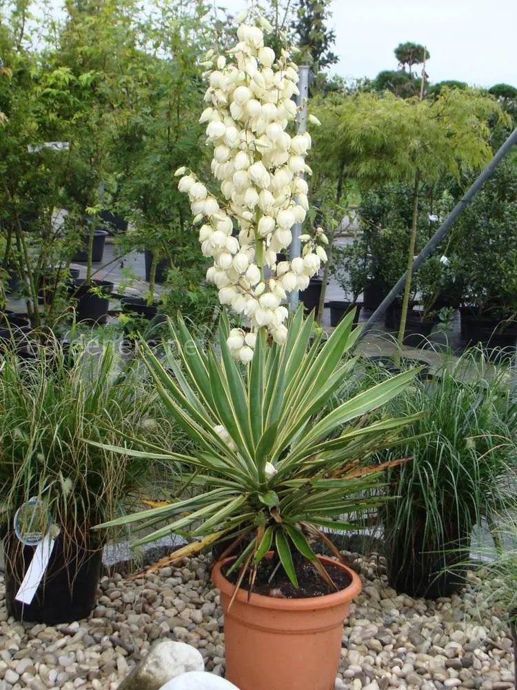 Yucca