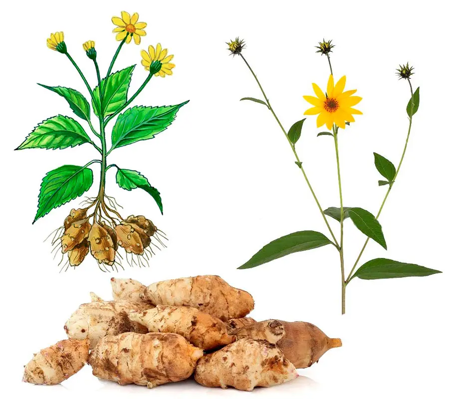 Jerusalem artichoke