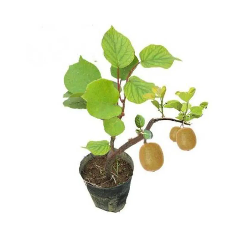 Actinidia arguta