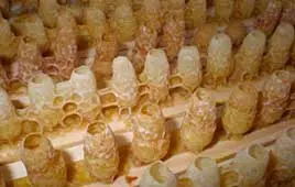 Royal jelly 20 styk