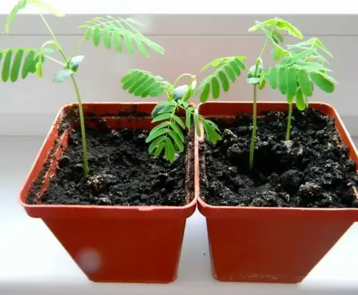 Acacia seedlings