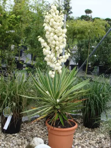Yucca