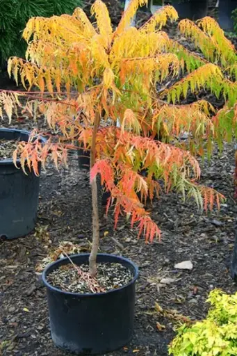 Rhus typhina