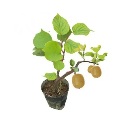 Actinidia arguta
