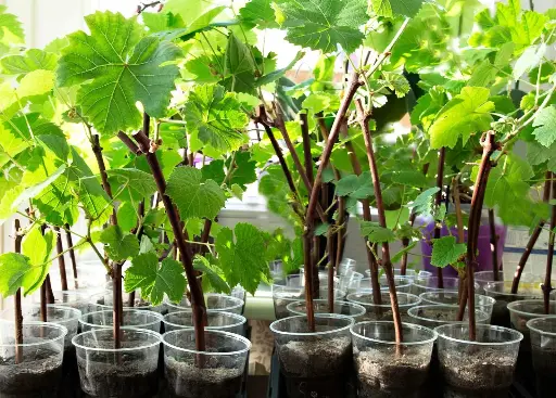 Grapevine seedlings